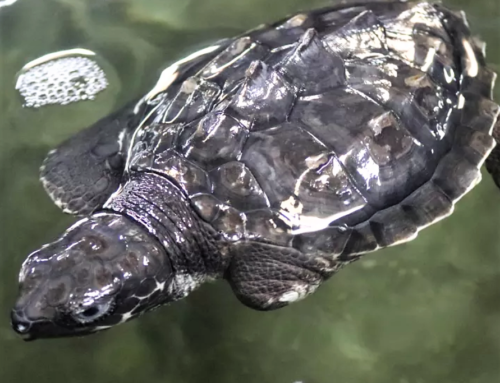 Frigid Weather Threatened a Third of Our State’s Sea Turtles, But These Texans Saved Them